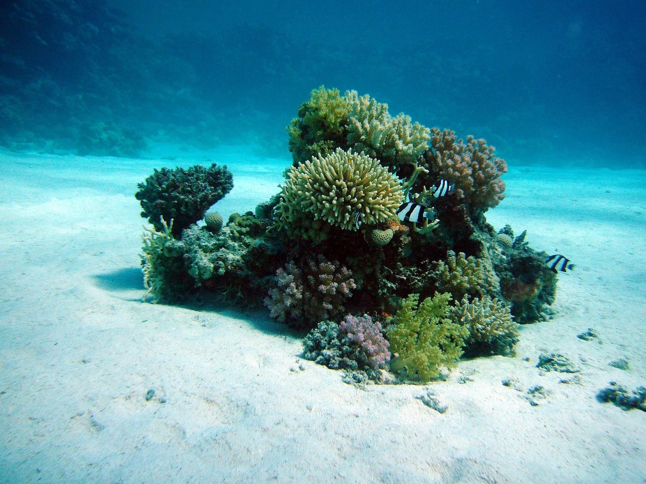 Exploring the Ocean: All About ROVs