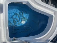 2020 Intrepid 407 Panacea photo 4