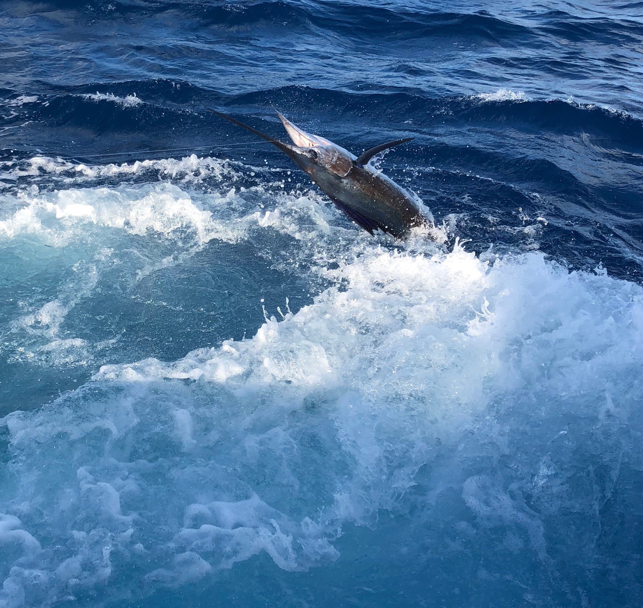 Image 1983: sailfish
