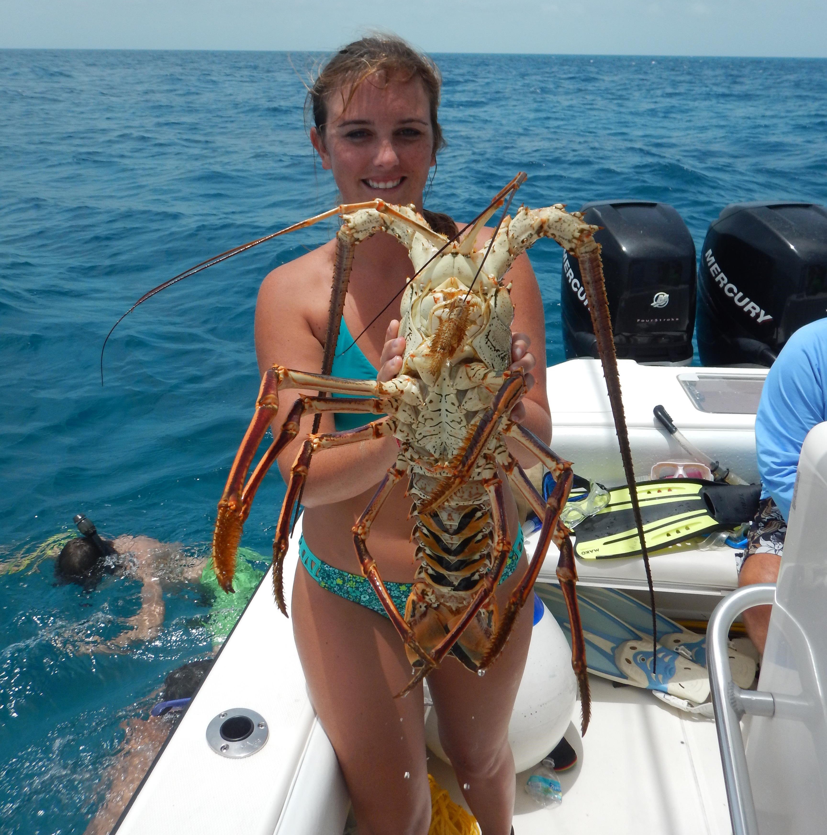 Image 2107: Lewis Lobster