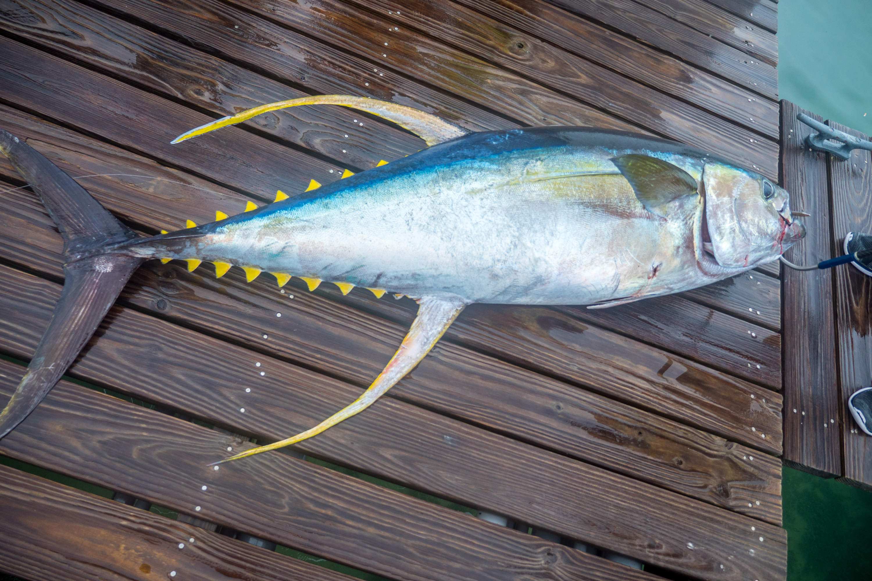 Image 2199: tuna