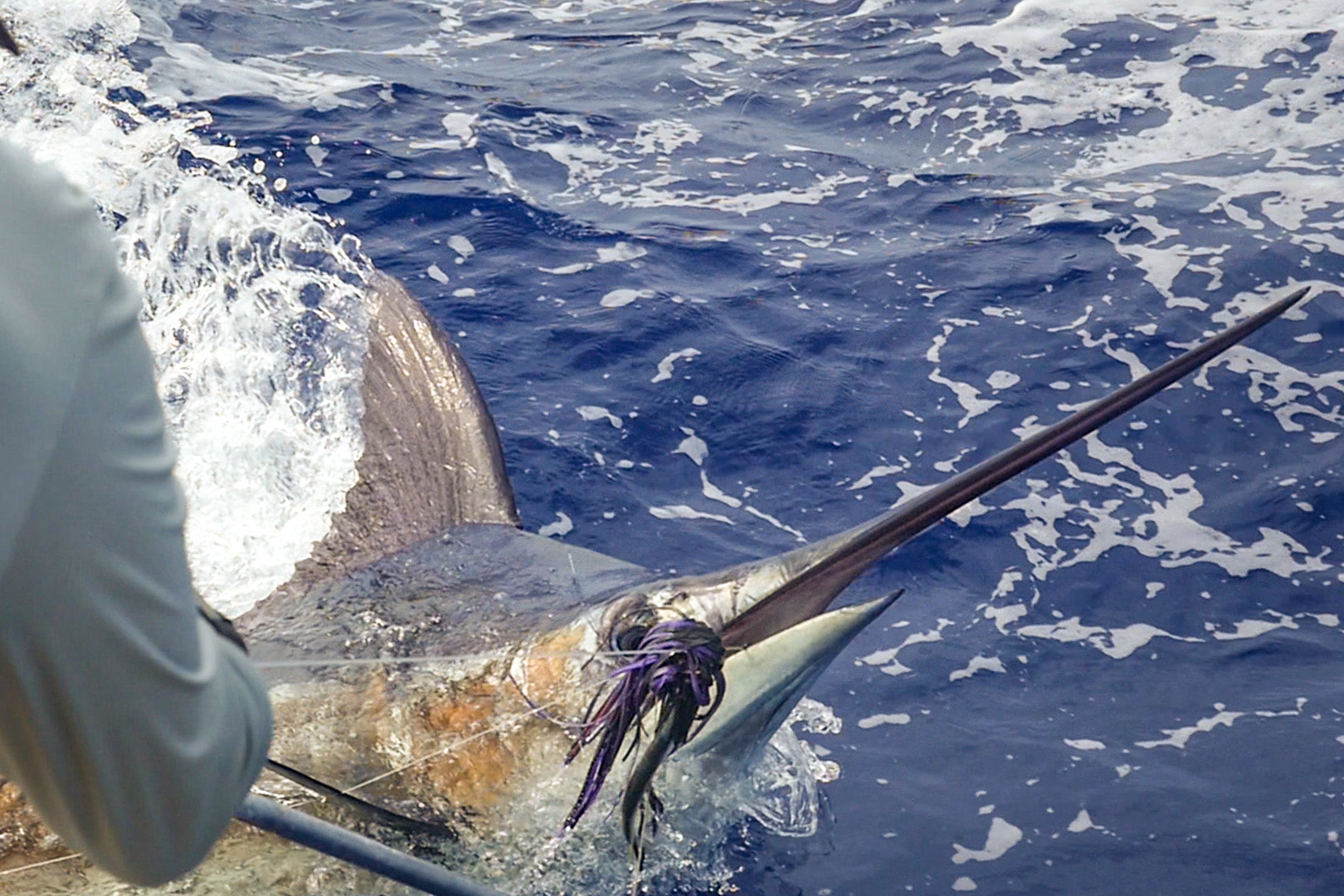 Image 2193: marlin