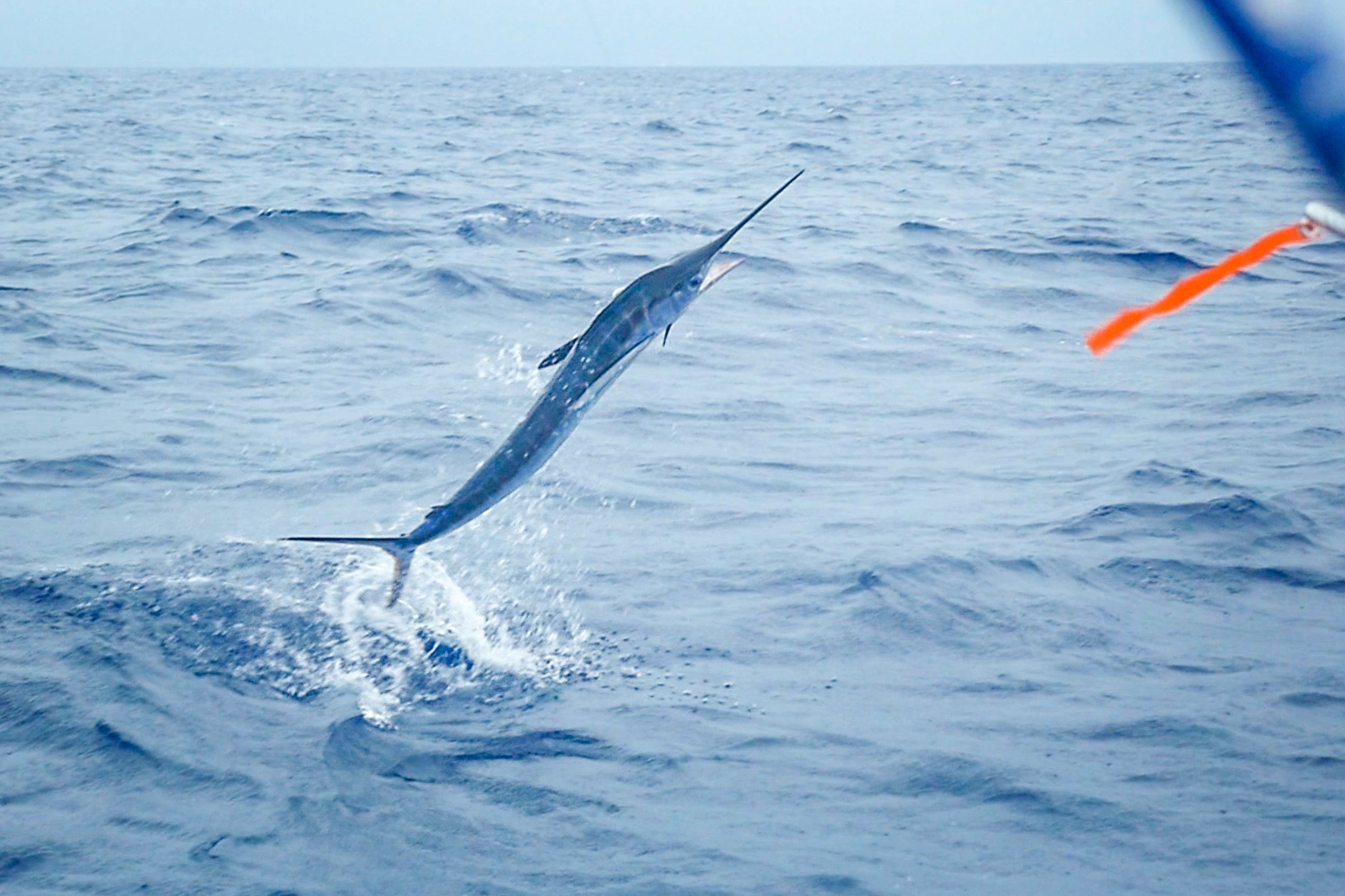 Image 2191: ABACO FISH-1