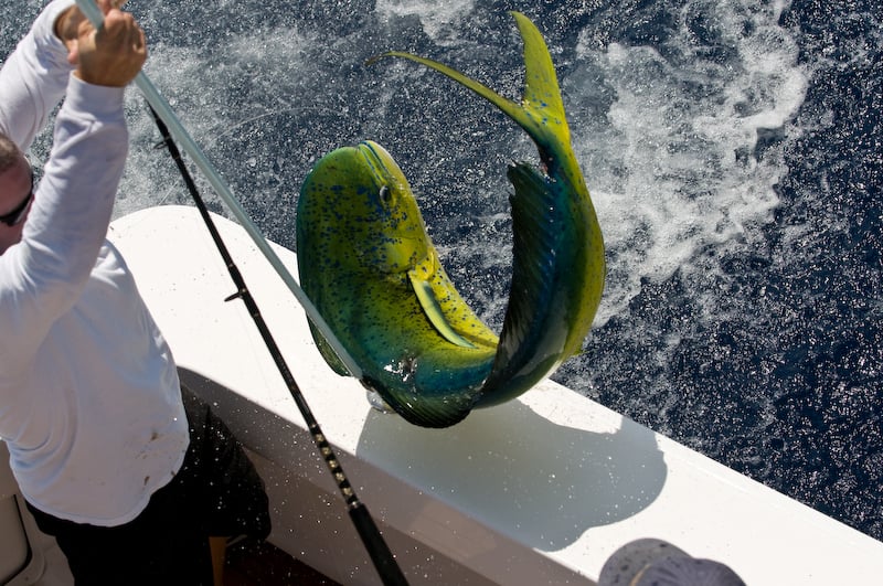 Image 2556: 2008_mike_schmidt_thursday-9050