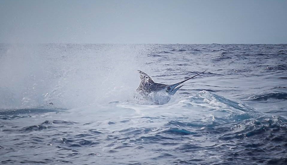 Image 2557: Marlin1
