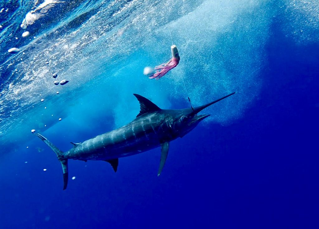 Bermuda Marlin Underwater (2)