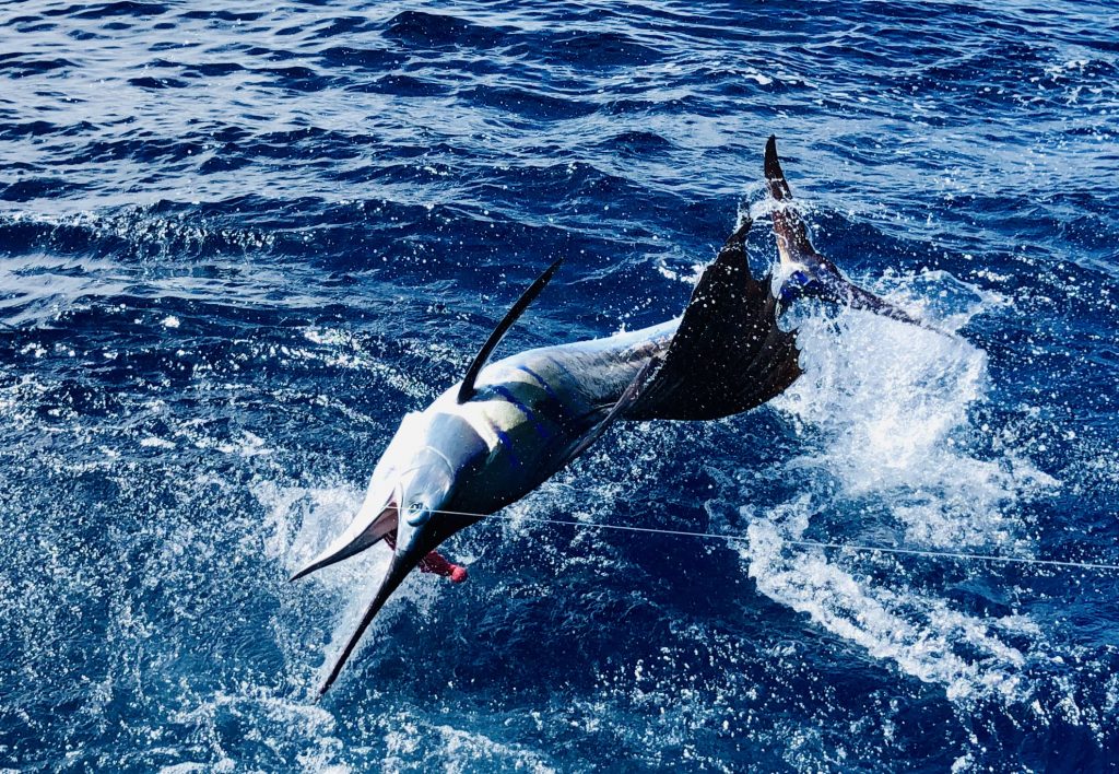 Sailfish hooked offshore 