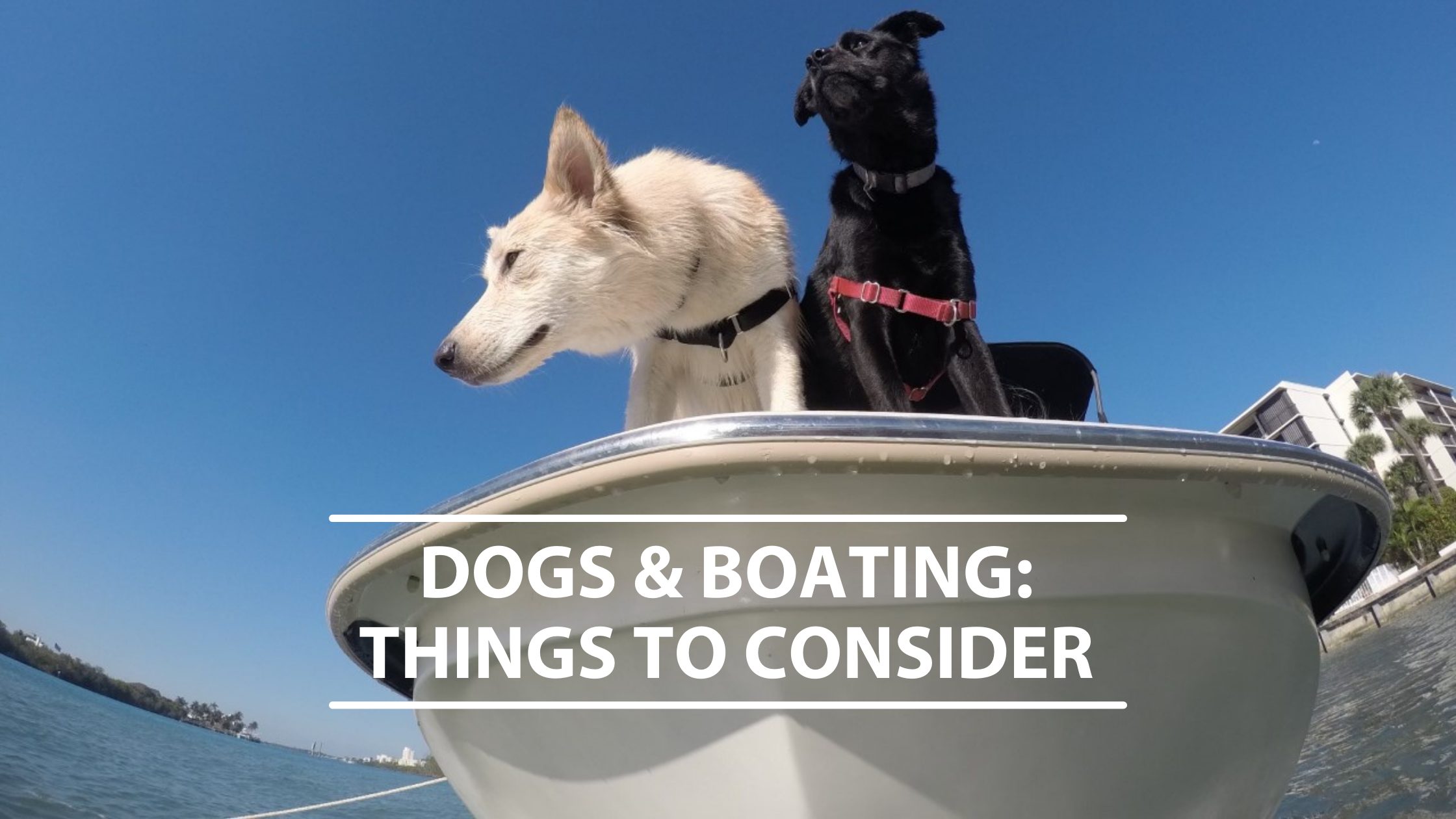 Dogs And Boating: Things To Consider