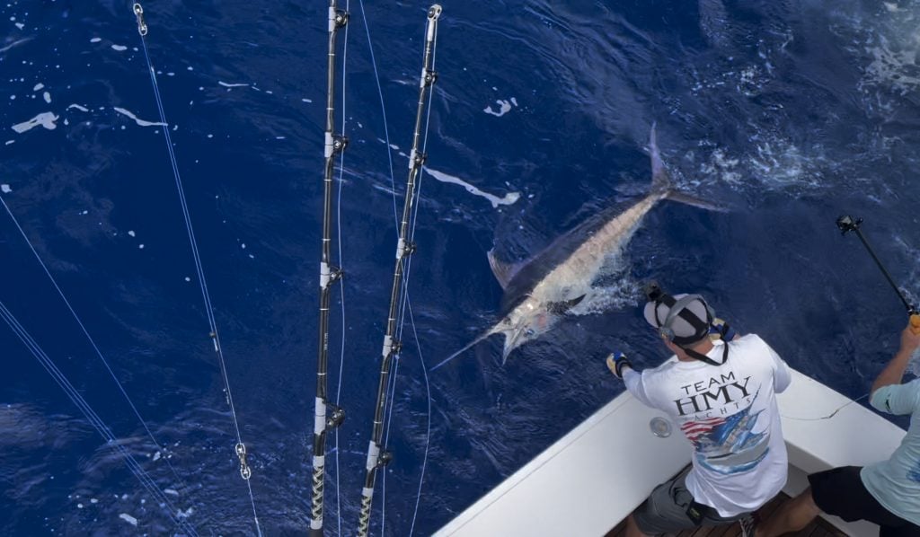 Marlin Fishing on Sportfish with a blue marlin next to the boat.