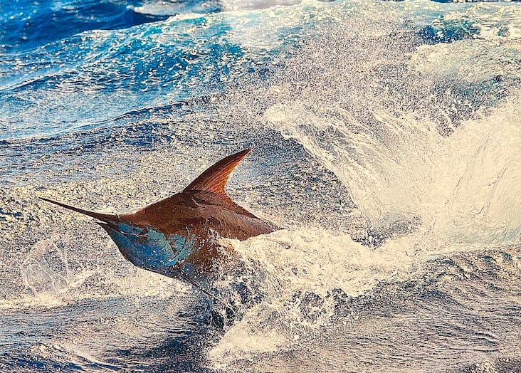 Marlin-jumping-in-the-fishing-spread